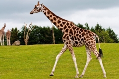 giraf1-341