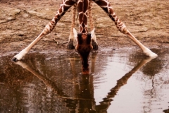 girafdrikkervand-342